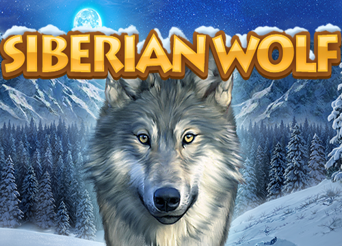 Siberian Wolf